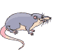 Ratten!